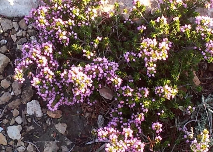 Apartment Anatoli Ambelas